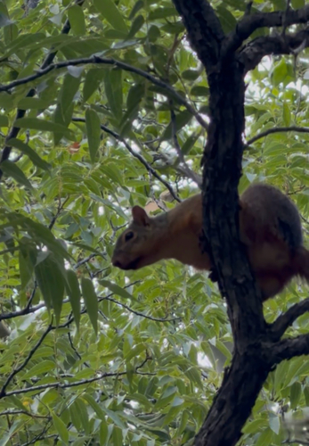 Mexican Fox Squirrel observed by lp3rron
