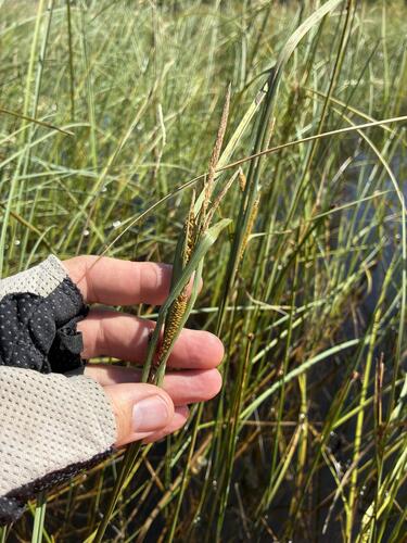 Carex aquatilis