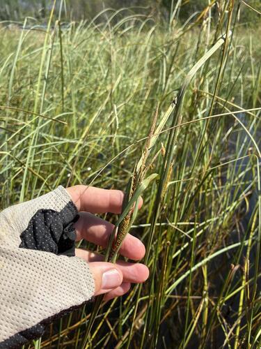 Carex aquatilis, photograph 2