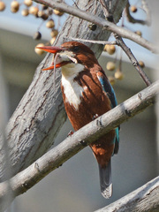 Halcyon smyrnensis