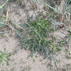 Anthyllis vulneraria