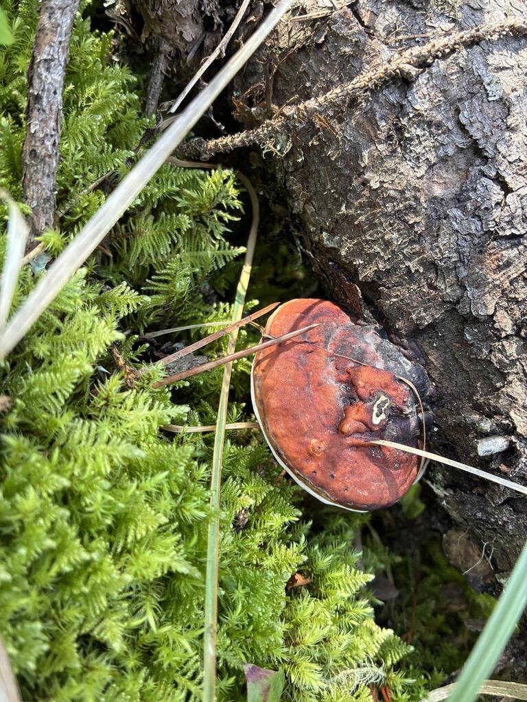 Northern Red Belt · August 2026 · photo: Photo: (c) Arthur Whiting, some rights reserved (CC BY) · iNaturalist