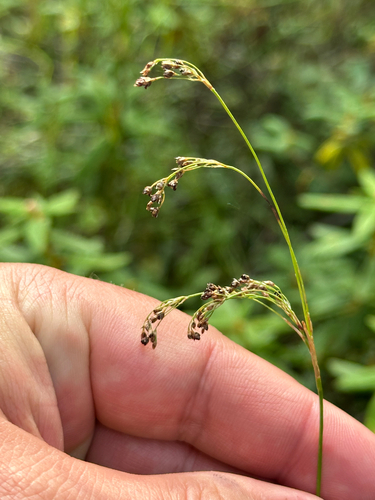 Luzula parviflora