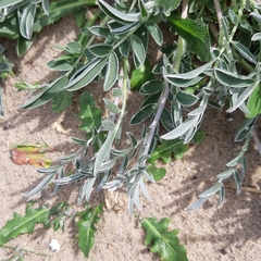 Anthyllis vulneraria