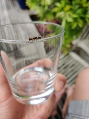 Lepidoptera