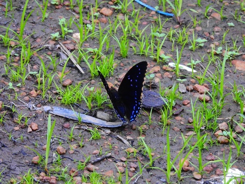 Common Blue Charaxes