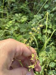Thalictrum venulosum, photograph (c) Arthur Whiting, some rights reserved (CC BY)