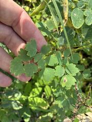 Thalictrum venulosum, photograph (c) Arthur Whiting, some rights reserved (CC BY)