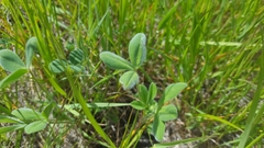 Trifolium amoenum