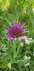 Tragopogon porrifolius