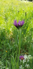 Tragopogon porrifolius