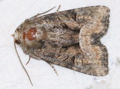 Oligia versicolor