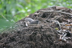 Rhipidura albogularis