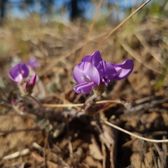 Gueldenstaedtia verna