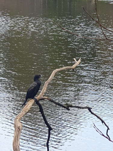 Little Black Cormorant