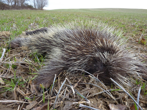 North American Porcupine