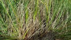Festuca idahoensis