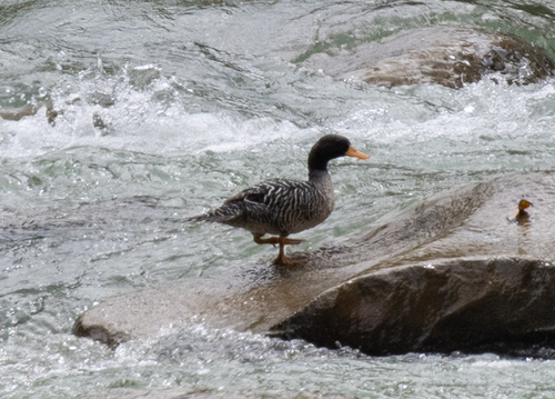 Salvadori's Teal (Salvadorina waigiuensis), photo 1