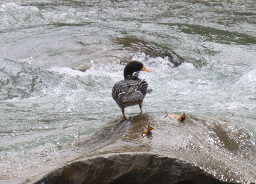 Salvadori's Teal (Salvadorina waigiuensis), photo 2