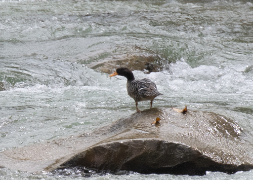 Salvadori's Teal (Salvadorina waigiuensis), photo 5