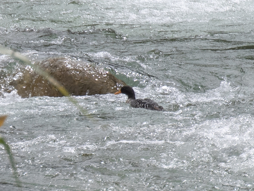 Salvadori's Teal (Salvadorina waigiuensis), photo 6
