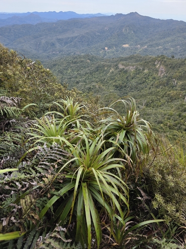Dracophyllum traversii