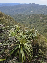 Dracophyllum traversii