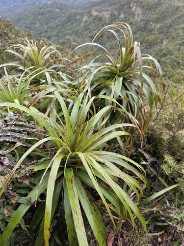 Dracophyllum traversii, photograph 2