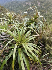 Dracophyllum traversii, photograph author not stated, no rights reserved