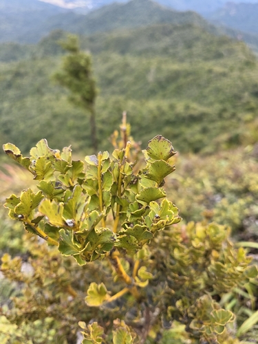 Phyllocladus toatoa, photograph 4