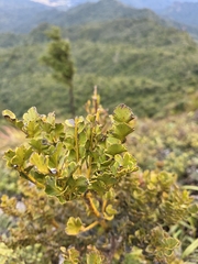 Phyllocladus toatoa, photograph author not stated, no rights reserved