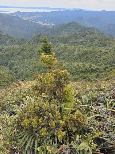 Phyllocladus toatoa, photograph 5