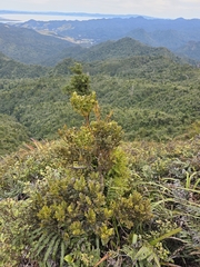 Phyllocladus toatoa, photograph author not stated, no rights reserved