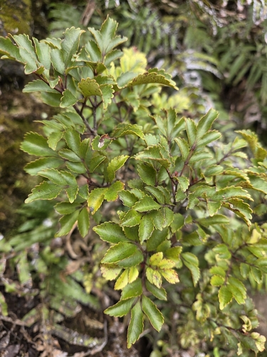 Pterophylla sylvicola, photograph 4