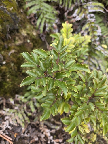 Pterophylla sylvicola, photograph 5