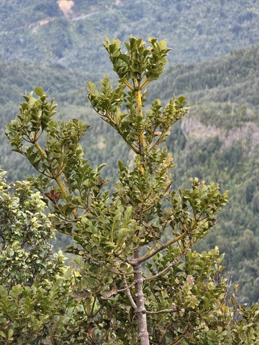 Phyllocladus toatoa, photograph 3