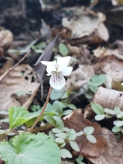 Viola pallens