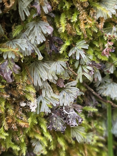 Hymenophyllum lyallii observed 2026-08-08