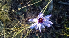Catananche caerulea, photograph (c) Filippo Ceragioli, some rights reserved (CC BY-SA)