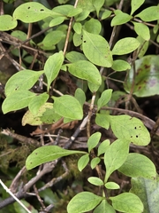 Coprosma foetidissima, photograph author not stated, no rights reserved