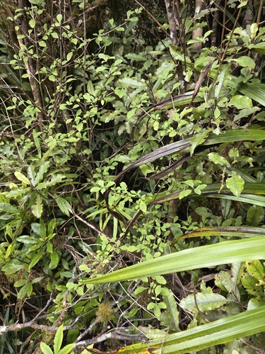 Coprosma foetidissima, photograph 4