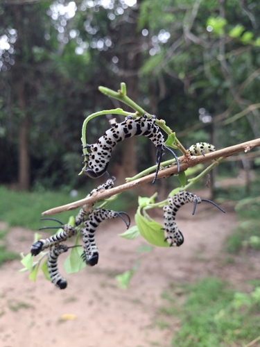 Cerurina marshalli cameroona