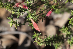 Prostanthera aspalathoides, photograph author not stated, no rights reserved