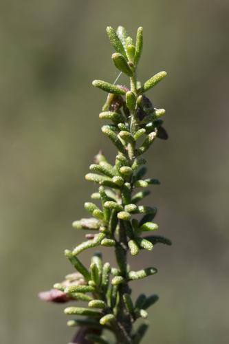 Prostanthera aspalathoides, photograph 4
