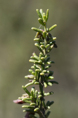 Prostanthera aspalathoides, photograph author not stated, no rights reserved