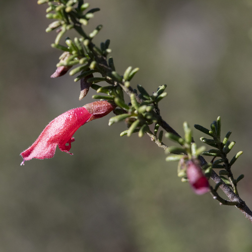 Prostanthera aspalathoides, photograph 2