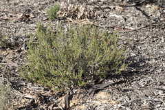 Prostanthera aspalathoides, photograph author not stated, no rights reserved