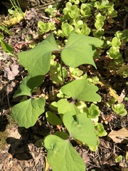 Jeffersonia