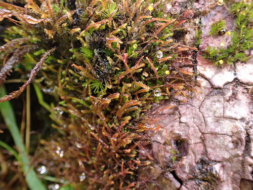 Herbertus gracilis observed 2026-08-07