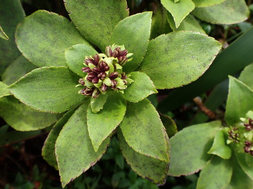 Dubautia laxa observed 2026-08-07